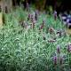 Lavender: an oldie but a goodie for your garden 