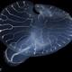 Origin of mystery deep-sea mushroom revealed 