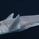 First known footage of an apparent ghost shark goes viral 
