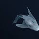 Watch: Mysterious ghost shark captured on camera for the first time 
