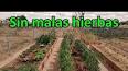 Los Beneficios Ocultos de las Malas Hierbas en su Jardín ile ilgili video