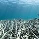 Rising sea levels caused by global warming could be good news for coral reefs 