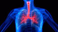Akciğer Anatomisi ve Solunum ile ilgili video