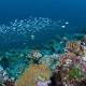 Townsville council seeks exemption from proposal to ban dredge spoil dumping ... 