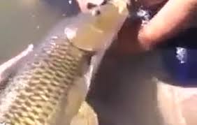 Guy fucks fish jpg x Guy fucks fish