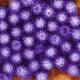 Dozens of USC students sickened by norovirus 