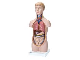 人体解剖|人体解剖模型ポーチ – ネイチャーテクニカラー公式