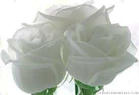 http://t0.gstatic.com/images?q=tbn:ANd9GcSTc96otrZSPTBeGNM4R4lTJx57y2J41ienEbDN9W2RB3Clxn2B&t=1