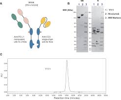y111 nude 09|A.M.S.｜ポリエステル 3層式 バックパック / 大容量 リュック / ビジネスリュック | Rakuten  Fashion(楽天ファッション／旧楽天ブランドアベニュー)HT1721