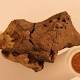 Scientists find the first fossilized dinosaur brain – but what took so long? 