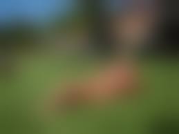 family naked boys home|The nudist comics of Reinder Dijkuis - by Brett Marcus Cook