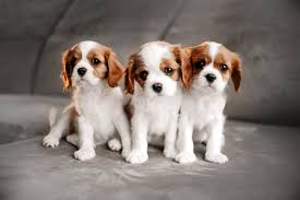 Story fbid jpg x Dog xxx girl