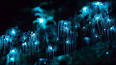 Las asombrosas maravillas de las luciérnagas ile ilgili video