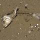 Up to 20K dead fish, other animals wash up on Nova Scotia coast 