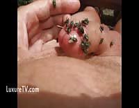 Rule if it exists there is porn of it silent fly jpg x Cocks out of flys