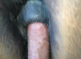 Male horse fucked bestiality sex tube katitube kinky sex jpg x Man fuck horse