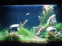 s19.postimg.org' imagesize:1024x768 Pimpandhost |Breda Ba.201 [Prototipo de Bombardero en picado] - La Segunda Guerra Mundial