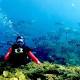 Forests of the sea in Western Australia slashed by marine heatwave 