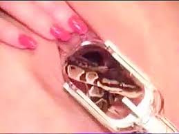 A snake inside the pussy zoofilialovers videos de zoofilia jpg x Snake in pussy