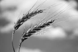 naturaleza