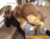 Beastiality sex videos jpg x Beastiality sex videos