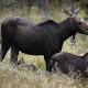 Maine biologists collar 70 moose in new study area 