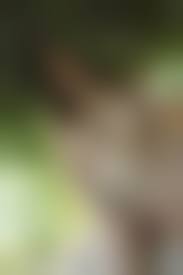 tvn young nudists 3|3CE グレイジード リップ グロウ 3.2g #ピーチフィリング | OLIVE YOUNG Global