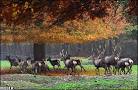 Image result for u202bپارک ملي گلستانu202c