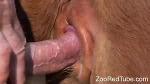 Gaybeastcom cow her pussy and i gay zoo porn petlust men fuck animals animal boy jpg x Man fucks cow