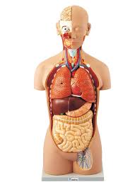 人体解剖|Mimaki 3DUJ-553でリアルな人体解剖模型を実現し新境地を開く：モナシュ大学様 | 製品導入事例 | 事例＆コラボ | ミマキ