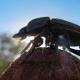 The humble dung beetle has a fantastic way of navigating the world 