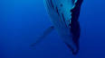 El fascinante mundo de las ballenas ile ilgili video