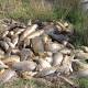 Herpes virus to be used in fight against carp in Murray River, Christopher Pyne says 