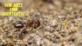 The Fascinating World of Ant Colony Optimization ile ilgili video