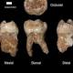 Ancient teeth reveal evidence of 400000 year-old manmade pollution in Israel 