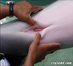 Man fucks dolphin jpg x Man fucks dolphin