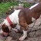 Polisi Amankan Anjing Jenis Pitbull yang Gigit Ramiza Hingga Tewas - Riau Aktual (Sindiran) (Siaran Pers) (Blog)