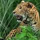 Leopard on the loose in Meerut, leaves 6 injured