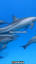 La Fascinante Biología de los Delfines ile ilgili video