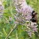 Declining numbers could propel Maine bumblebee to federal endangered species status 