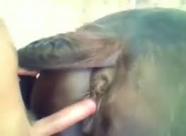 Man fucks mare gaybeast animal sex man jpg x Man fuck mare