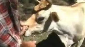 A cowboy fucks his cow in the sun luxuretv jpg x Man fucks cow