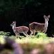 Time to cull feral cats, brumbies and deer, Natural Resources Commission review finds 