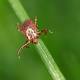 Dr. Frank Bures: Tips for toasting terrible ticks 