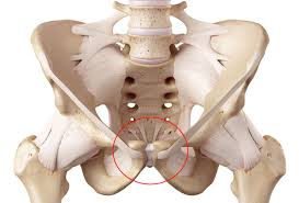 pubis spread|त्वचा रामयुक्तLabia majora(spread)Labia minora ...