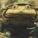 Peru investigates death of 10000 Titicaca water frogs 