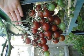  deti rajce.cz.601|17.6.2012 - Bazén u babičky a dědy – androvi – album na Rajčeti