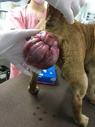 子宮脱|子宮脱膀胱瘤の手術にはどんな方法があるの？ どうやって選ぶ？│よくわかる骨盤臓器脱