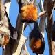 Adelaide's Botanic Park bat colony to be tracked by GPS and tested for disease 