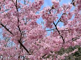 川津桜|2025年版】早咲きの桜🌸三重県の河津桜の名所を紹介します！絶景スポット＆今年の見頃はいつ？ | 観光三重(かんこうみえ) |  三重県の観光・旅行情報はここ！